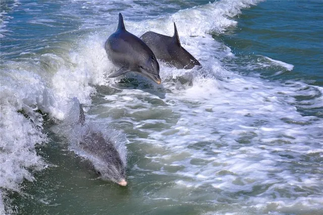 $1,895 | 242 Newport Drive, Unit 504, Naples, FL 34114