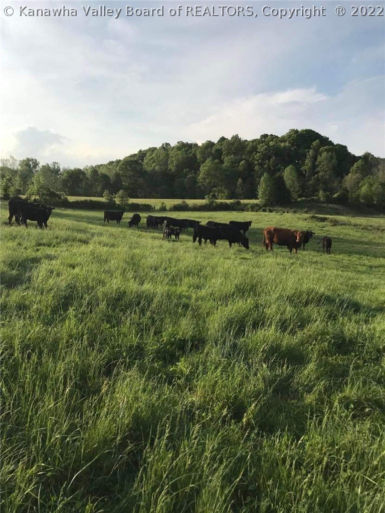 0 Charleston Road Point Pleasant, WV 25550 - Photo 20 of 45 Previous Cattle Operations sustained approx 45+ head of cattle.
