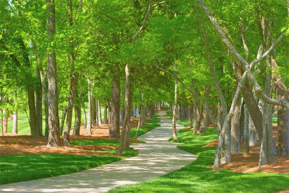 514 Bugler Road Mount Juliet, TN 37122 - Photo 44 of 45 a view of a park with a tree