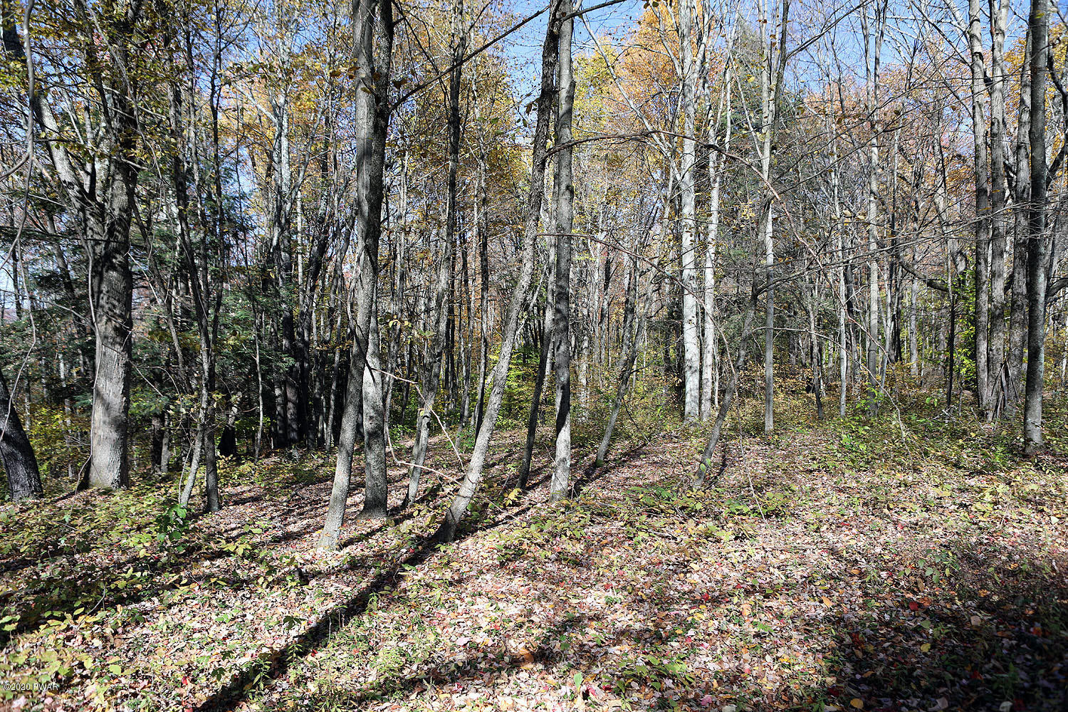 0 Bush Road Equinunk, PA 18417 - Photo 34 of 48 314A3207