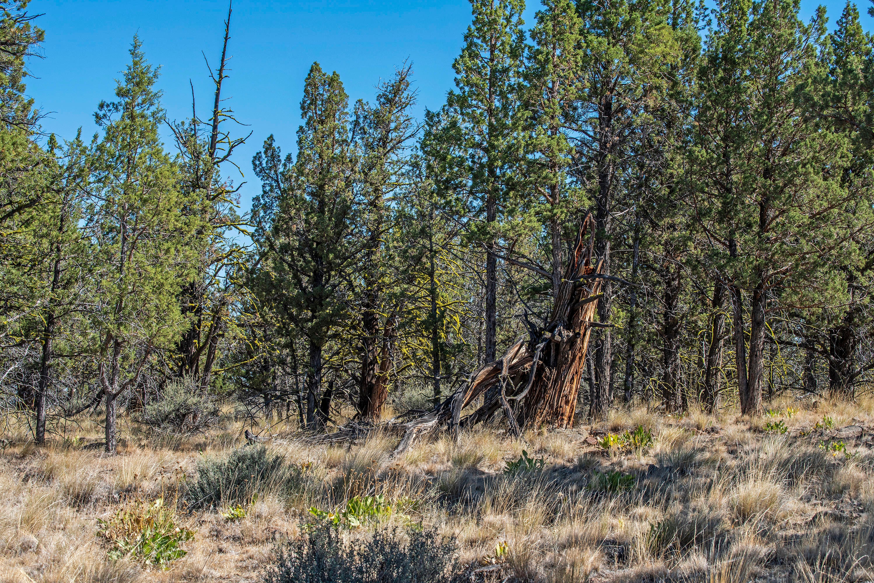 17990 Mountain View Road Sisters, OR 97759 - Photo 16 of 21 DSC_8264