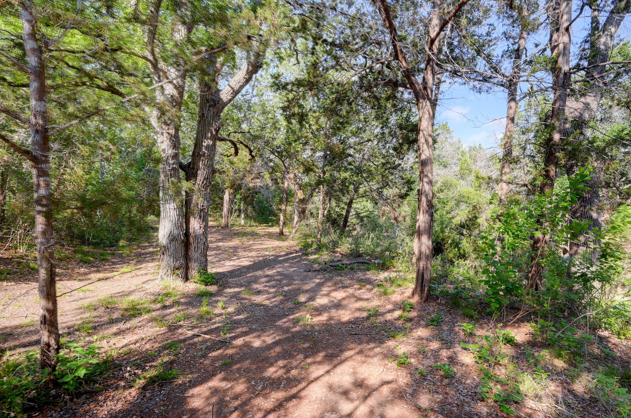 2147 Tejas Trail Blanco, TX 78606 - Photo 28 of 29 a view of a forest with trees