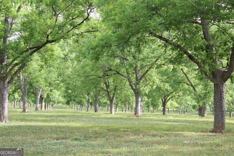 0 Shady Grove Road Hurtsboro, AL 36860 - Photo 4 of 19 a big yard with lots of trees