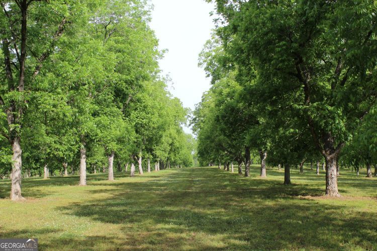 0 Shady Grove Road Hurtsboro, AL 36860 - Photo 6 of 19 a big yard with trees