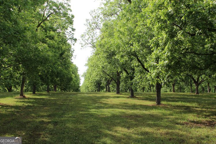 0 Shady Grove Road Hurtsboro, AL 36860 - Photo 7 of 19 a garden view with a trees
