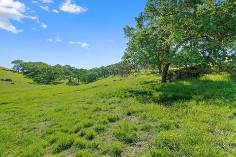 a view of a lush green space