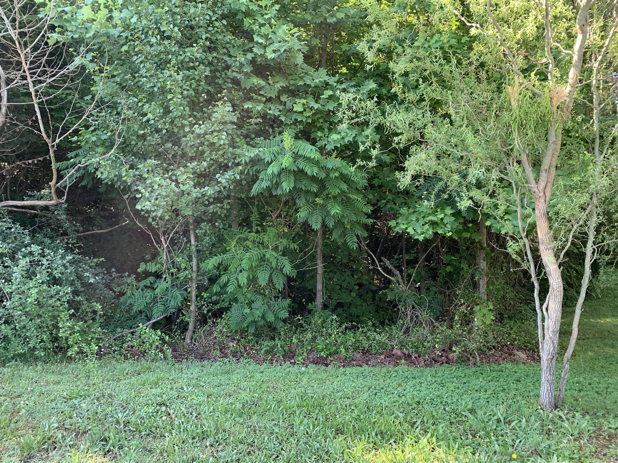 0 Blakemore Road Dickson, TN 37055 - Photo 2 of 2 Gallery Image 2