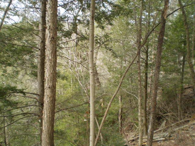 6 Summerfield Pointe Road Monteagle, TN 37356 - Photo 4 of 5 Feathery hemlocks line both sides of the point!