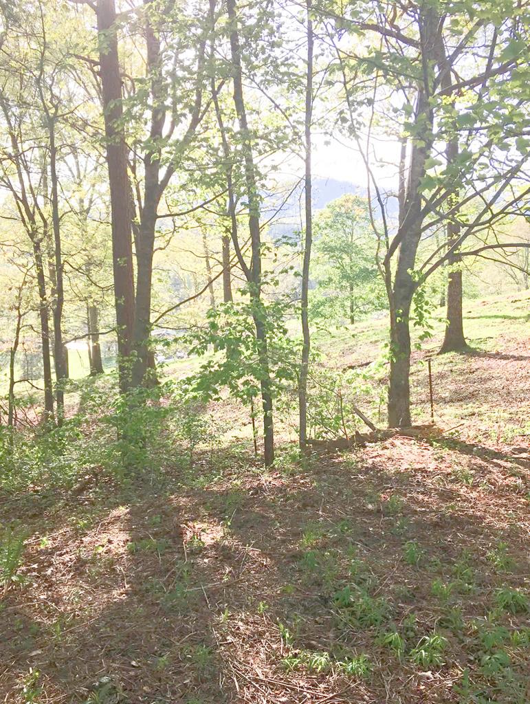 115 Elaine's Spring Murphy, NC 28906 - Photo 26 of 30 Gallery Image 26
