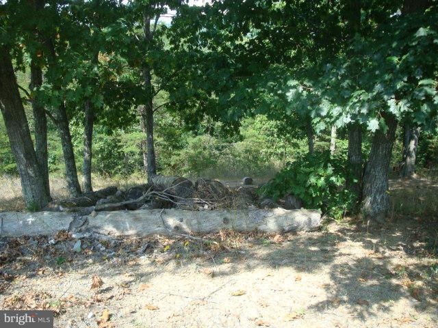 2000 Fort Valley Road Fort Valley, VA 22652 - Photo 23 of 25 a view of a forest with trees in the background