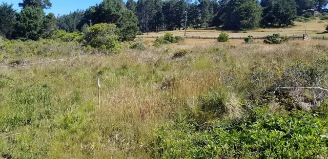 a view of a yard with large trees