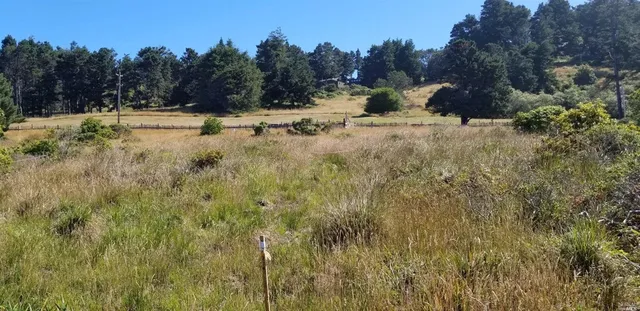 a view of a dry yard with trees
