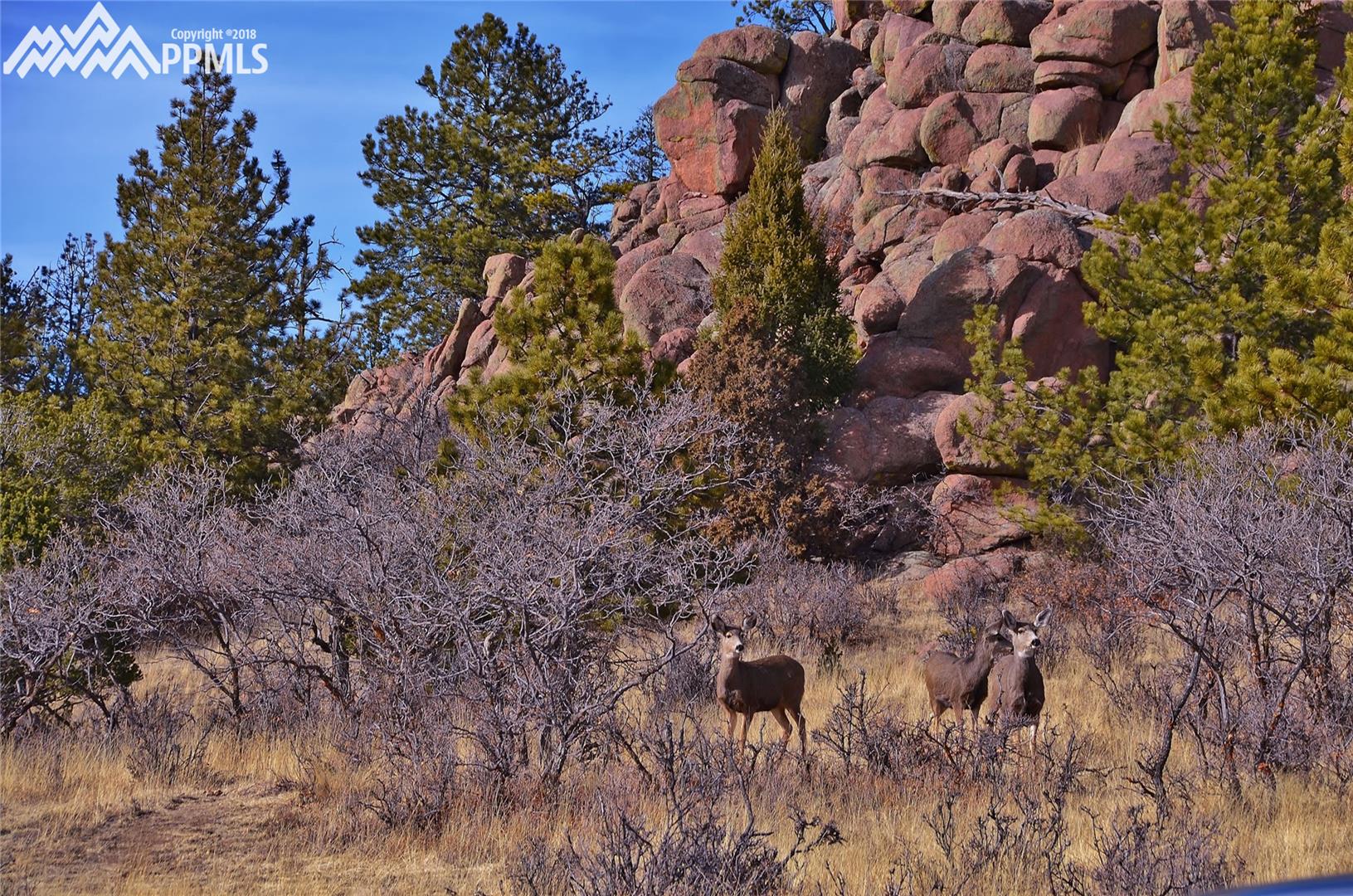 137 Pike View Road Florissant, CO 80816 - Photo 27 of 36 Lots of Deer!