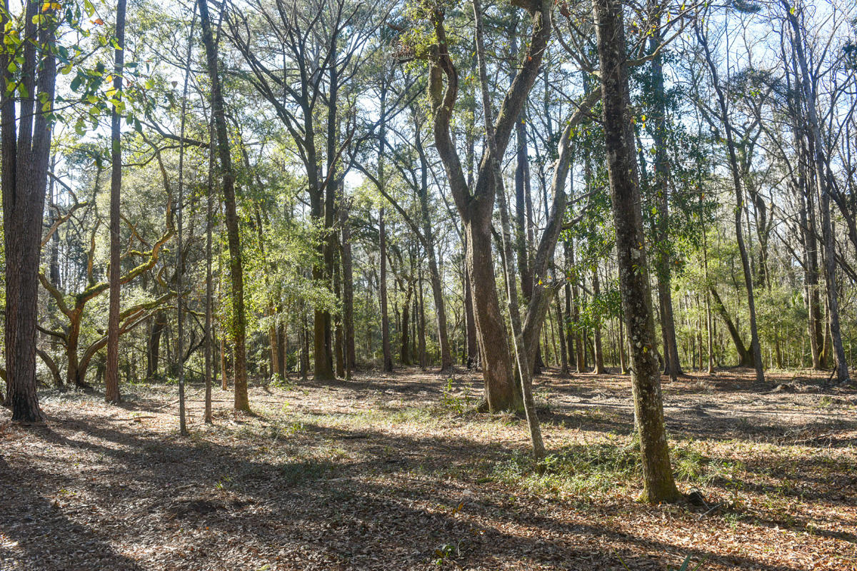 6050 Josie Ridge Road Wadmalaw Island, SC 29487 - Photo 37 of 50 DSC_4600