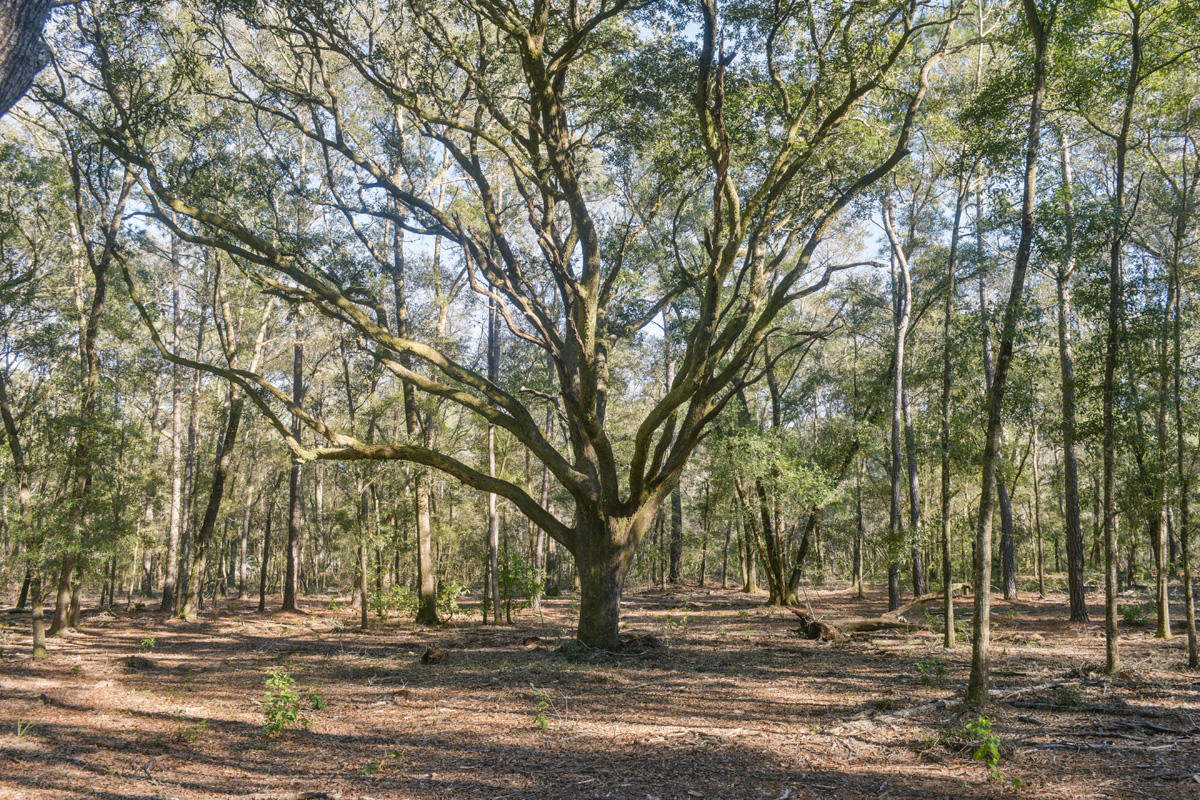 6050 Josie Ridge Road Wadmalaw Island, SC 29487 - Photo 6 of 50 DSC_4631