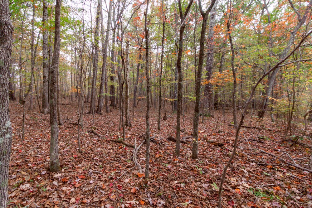 189 Highway Rising Fawn Ga 30738 Rising Fawn, GA 30738 - Photo 2 of 7 a view of a forest