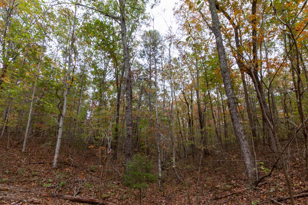 189 Highway Rising Fawn Ga 30738 Rising Fawn, GA 30738 - Photo 5 of 7 a view of forest