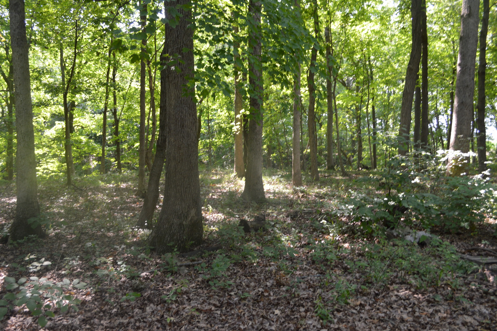 9519 Stagecoach Road Magnolia, IL 61336 - Photo 33 of 42 Gallery Image 33