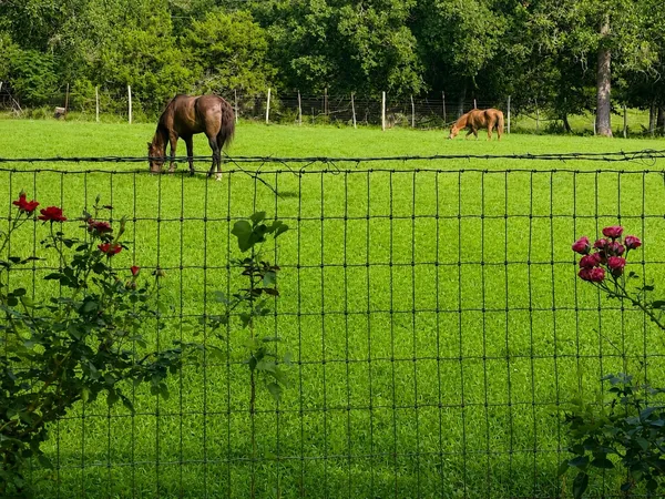 $2,895 | 680 Stringtown Road, Medina, TX 78055