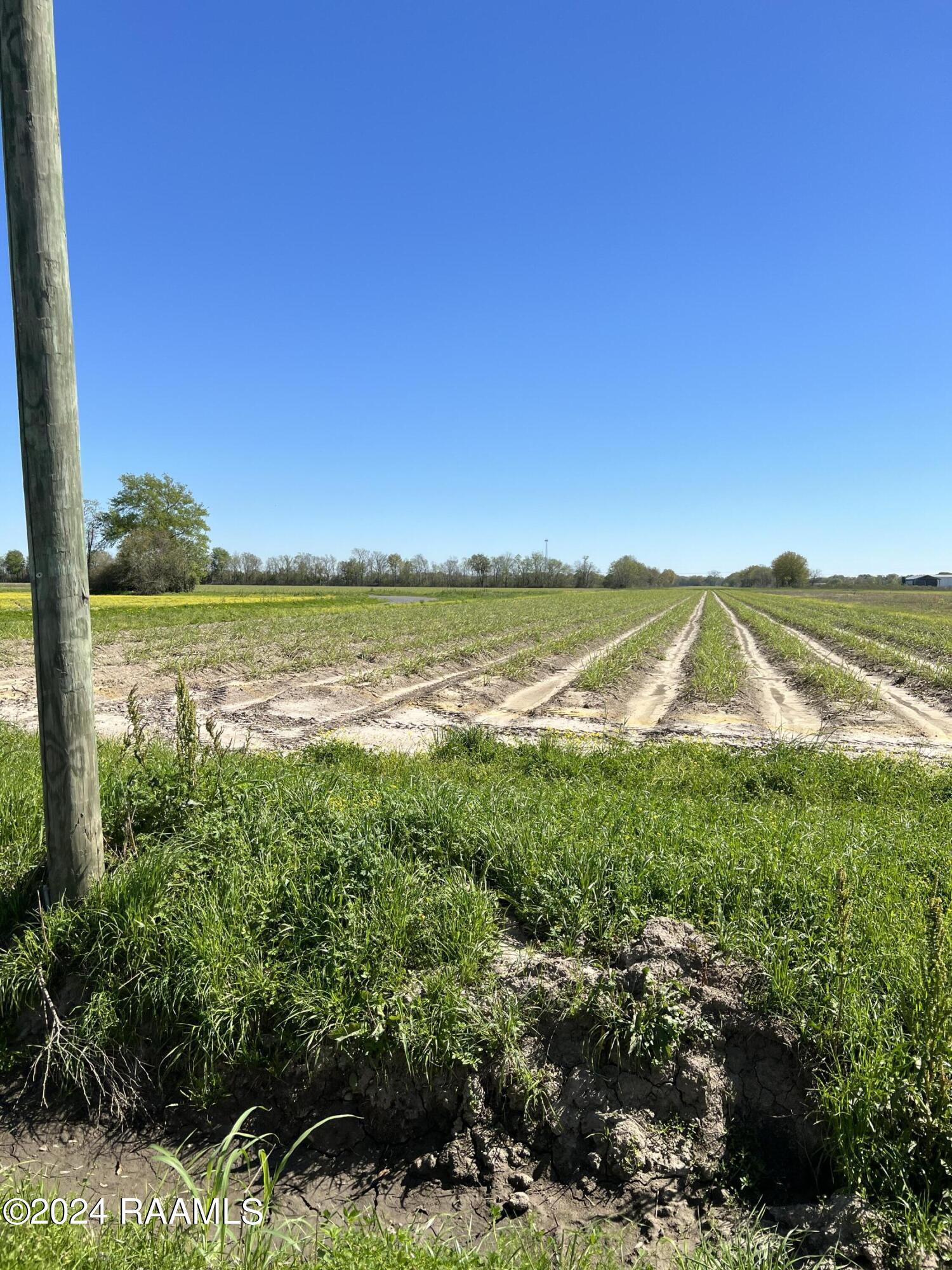 Tbd North Riceland Road Rayne, LA 70578 - Photo 2 of 5 IMG_8711