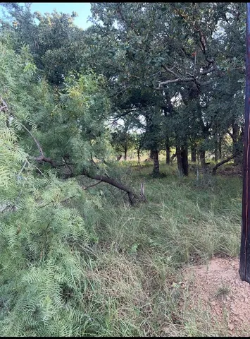 a view of a forest with trees in the background