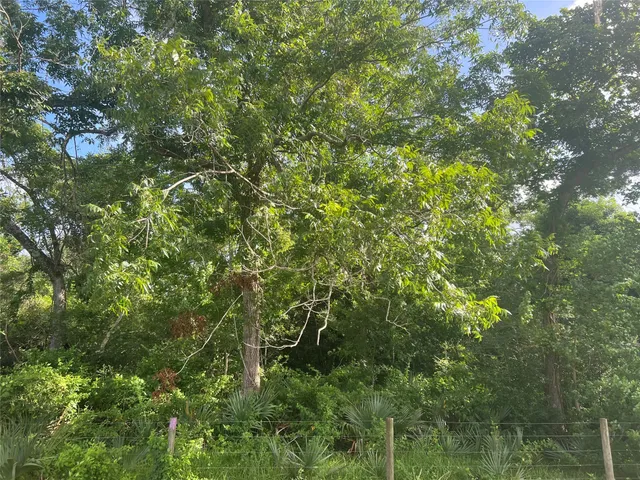 a view of a lush green forest