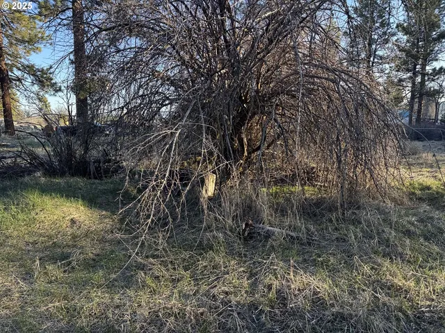 a view of a lake with a tree