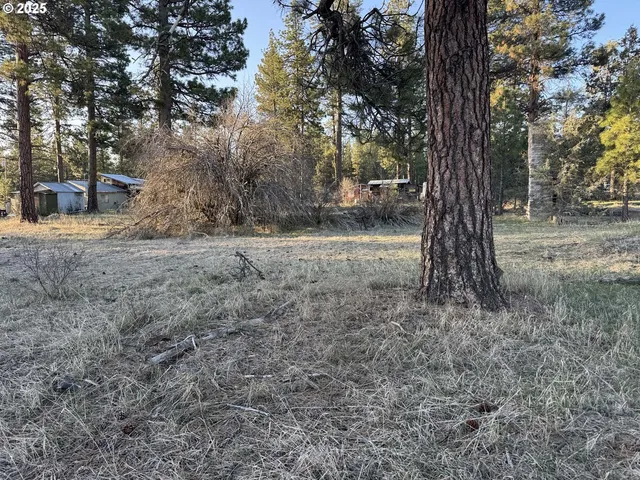 a view of a trees with a tree
