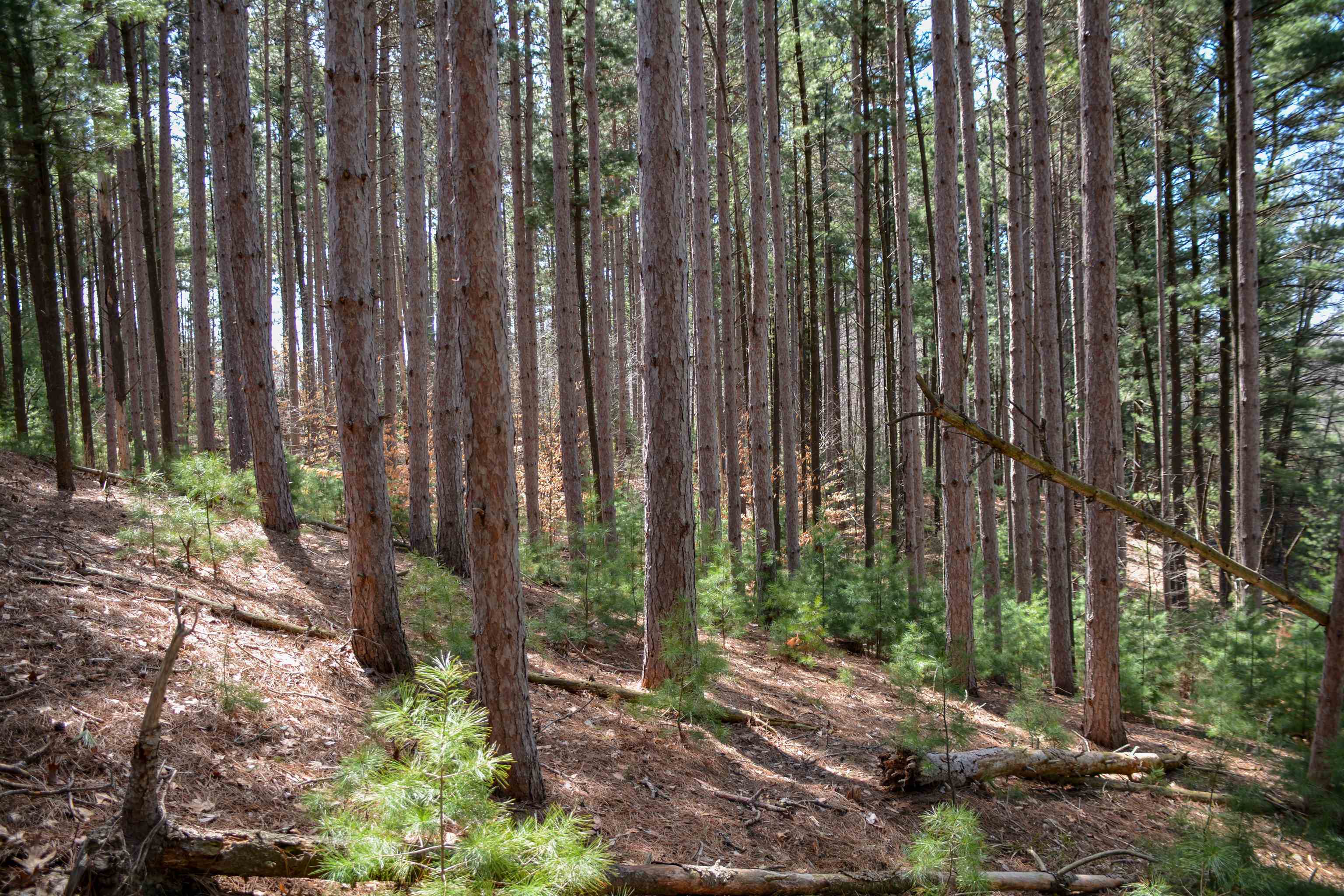 0 North Four Mile Road Traverse City, MI 49696 - Photo 10 of 28 1929852-850ec157-4883-4388-aacd-b114127bb465.JPG