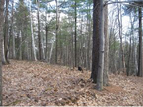 120 Circuit Road Ossipee, NH 03864 - Photo 22 of 38
