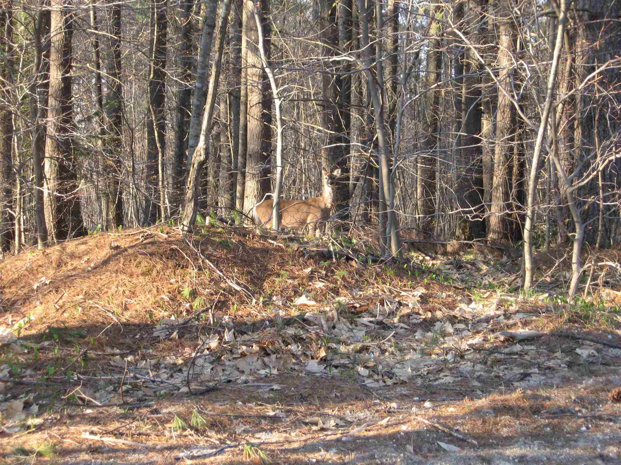120 Circuit Road Ossipee, NH 03864 - Photo 32 of 38