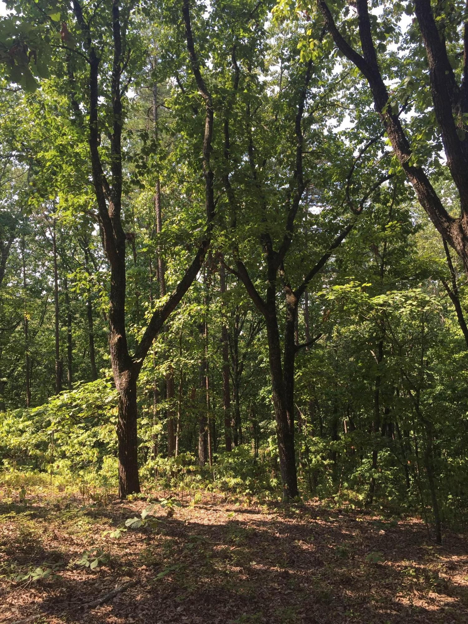 0 Tunnel Hill Road Cleveland, TN 37311 - Photo 10 of 14 Gallery Image 10