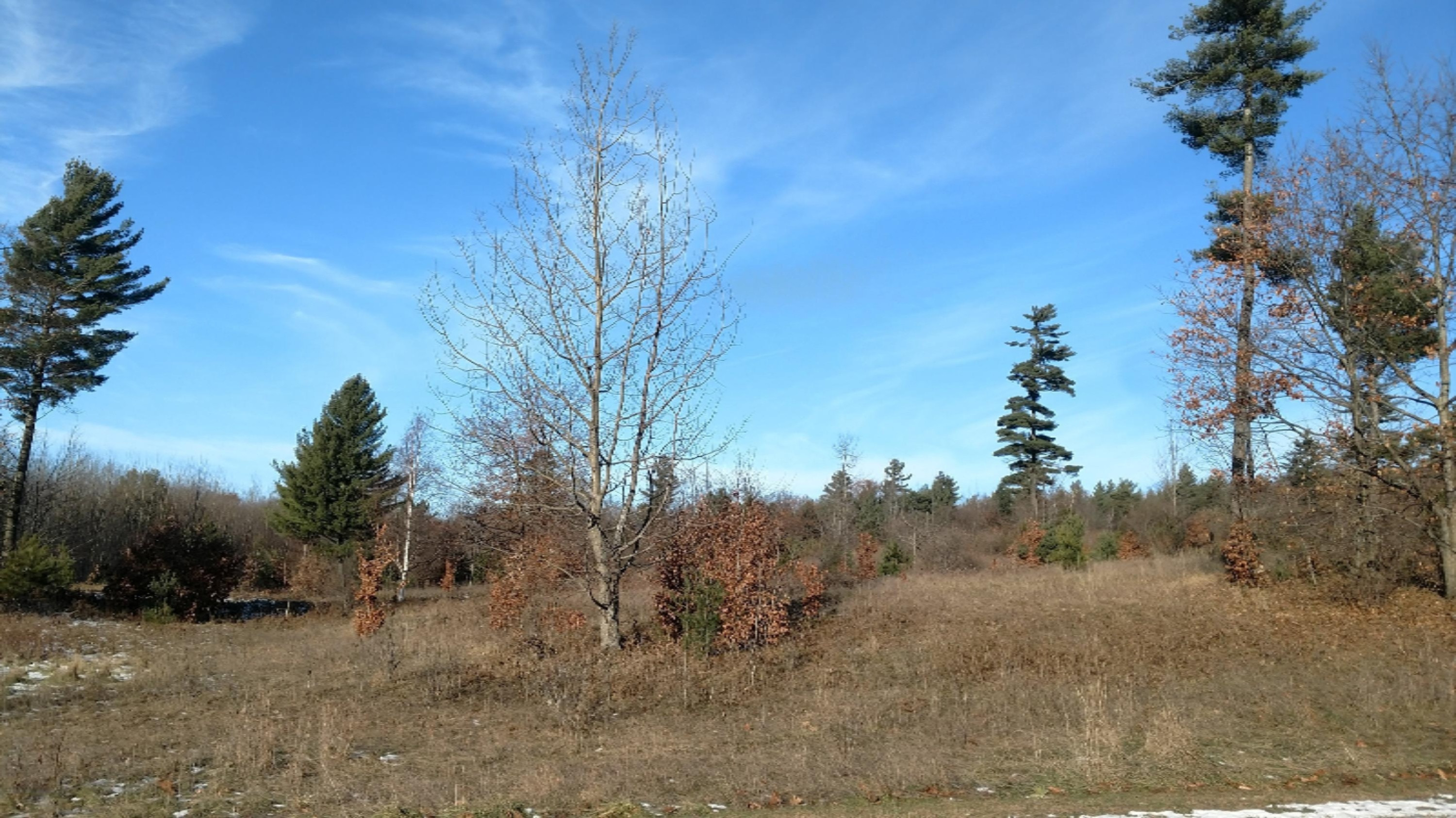 Lot 80 Starlight Ridge Circle Onekama, MI 49675 - Photo 2 of 10 IMG_20181218_111212487