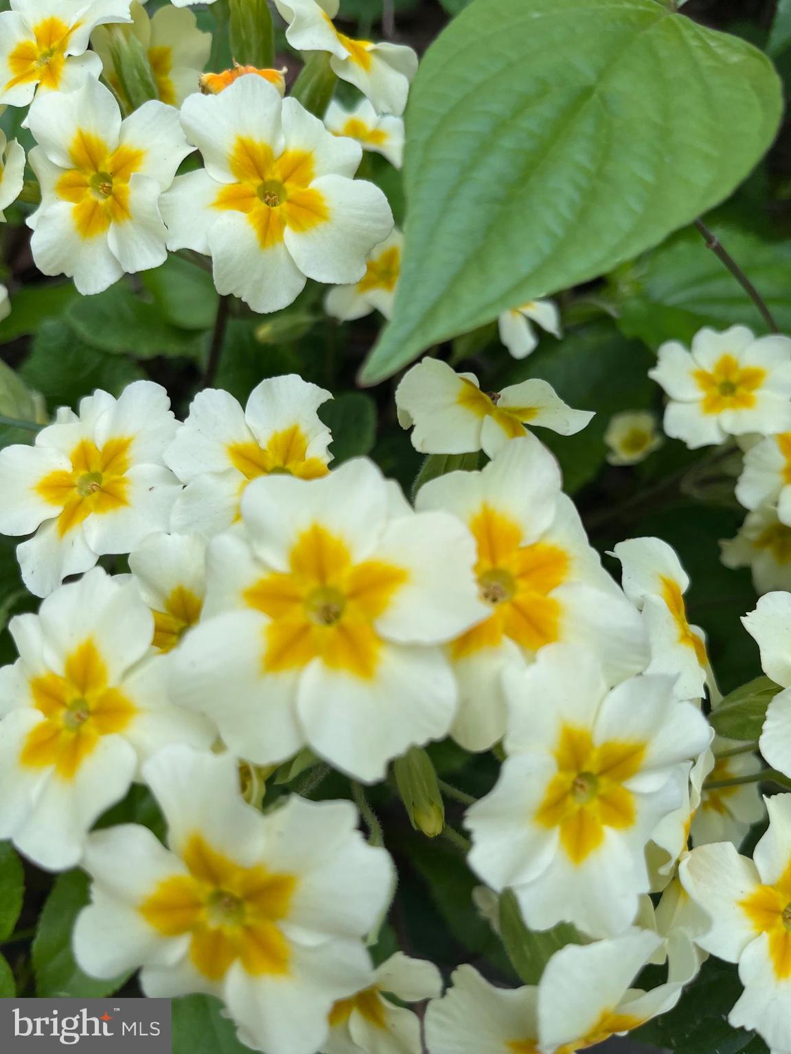 4119 Waterview Drive Edgewater, MD 21037 - Photo 28 of 34 Some of the beautiful flowers in the garden