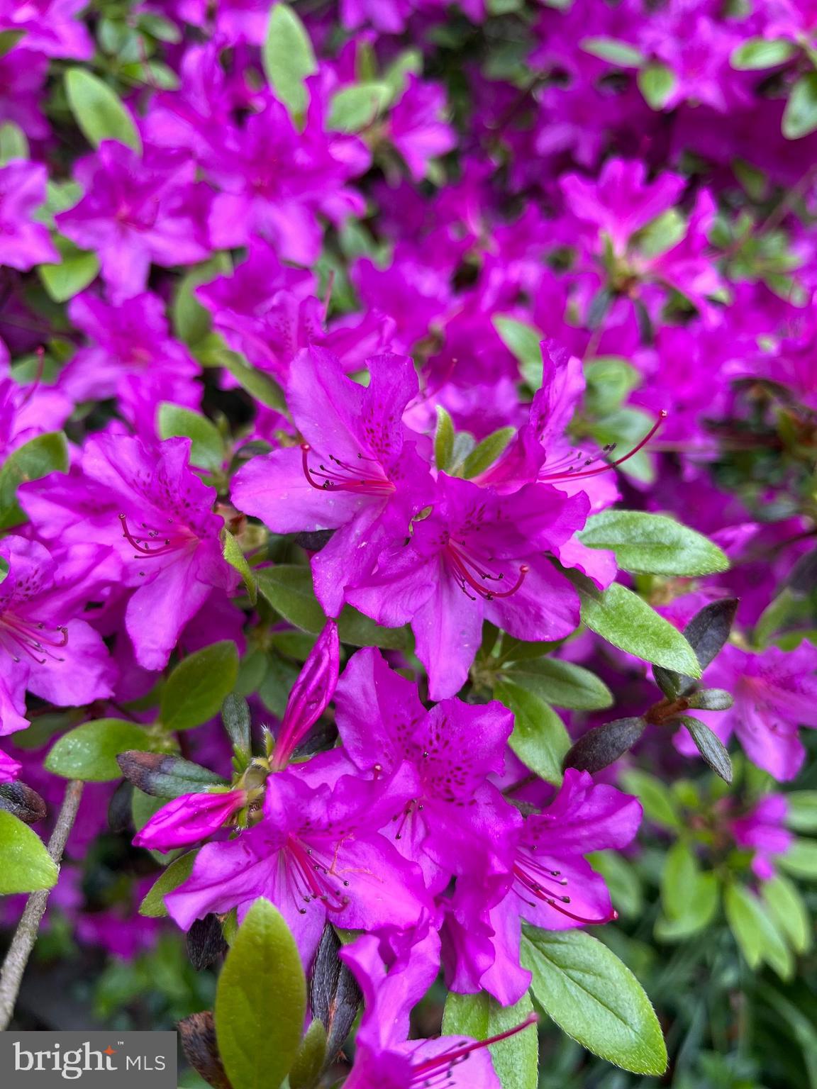 4119 Waterview Drive Edgewater, MD 21037 - Photo 29 of 34 Spring blooms