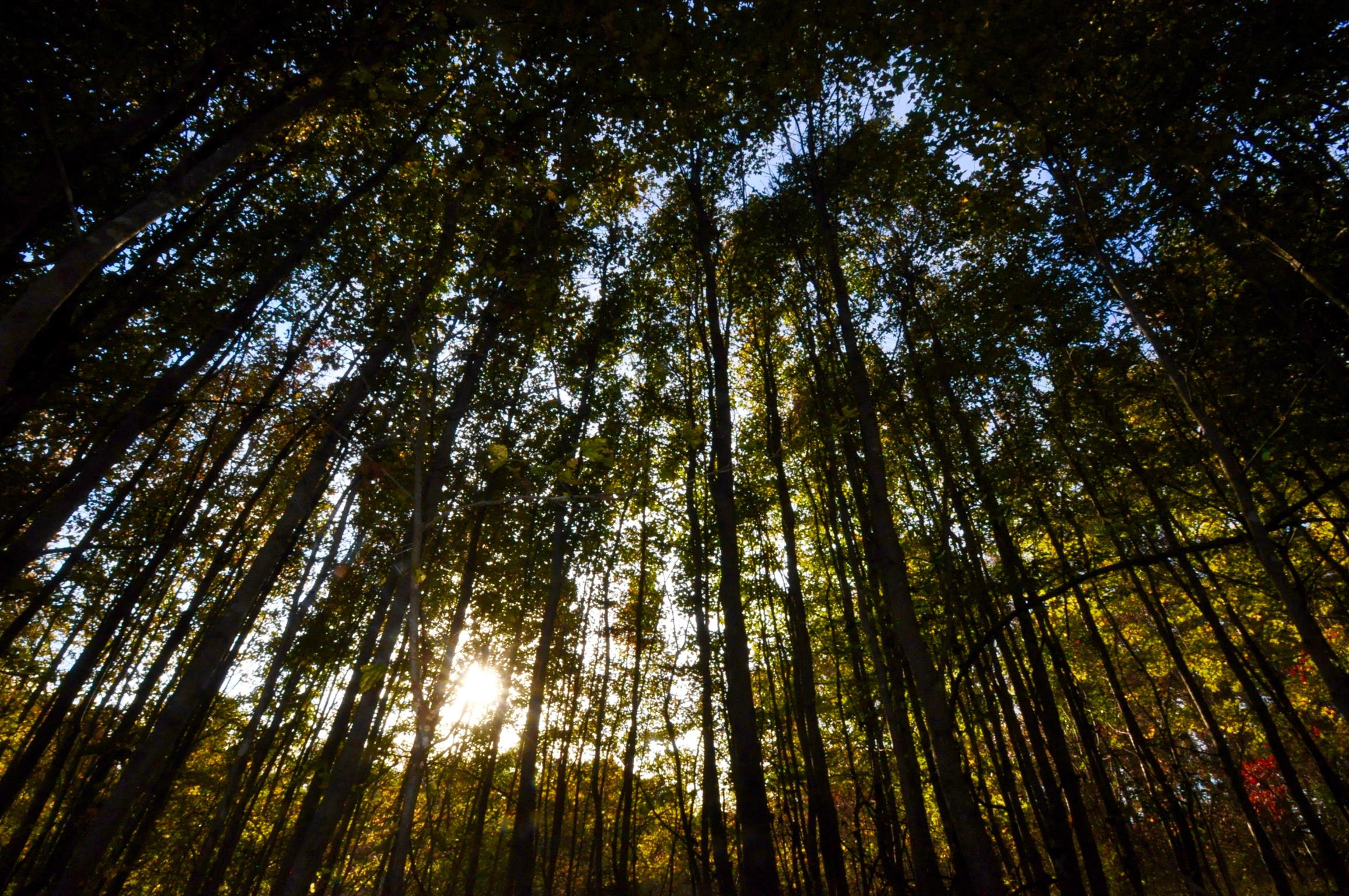 1049 Williams Hollow Road Pulaski, TN 38478 - Photo 18 of 27 Tall Trees filter the sun as it sets on the back of the property.