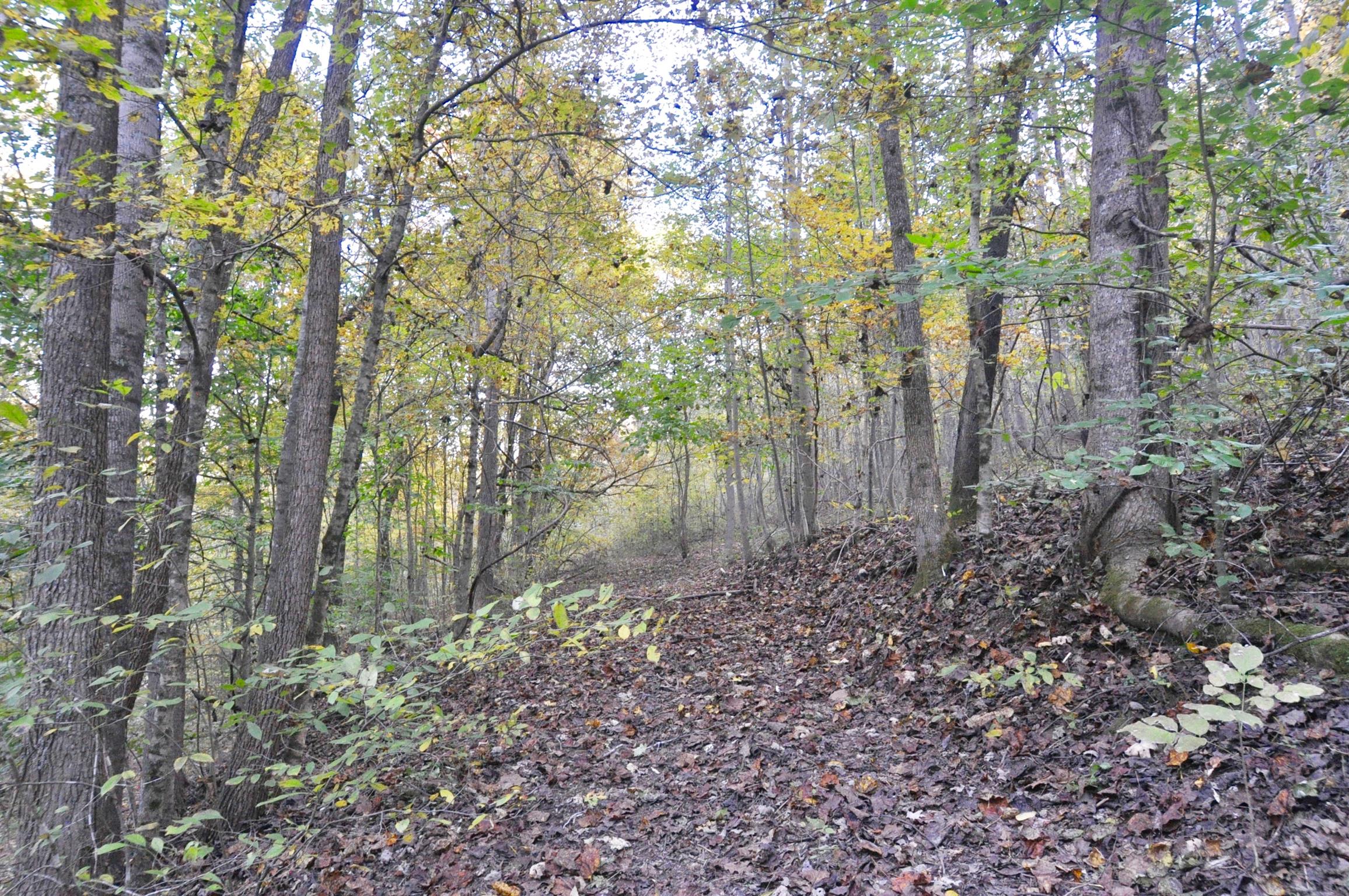 1049 Williams Hollow Road Pulaski, TN 38478 - Photo 20 of 27 Trails throughout the property