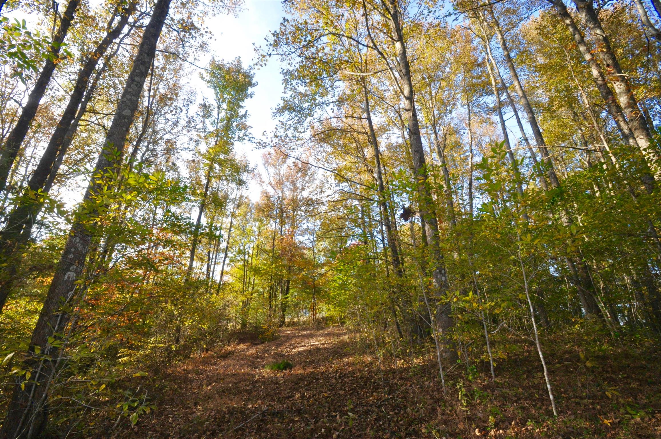 1049 Williams Hollow Road Pulaski, TN 38478 - Photo 26 of 27 More trails to the top of the hill