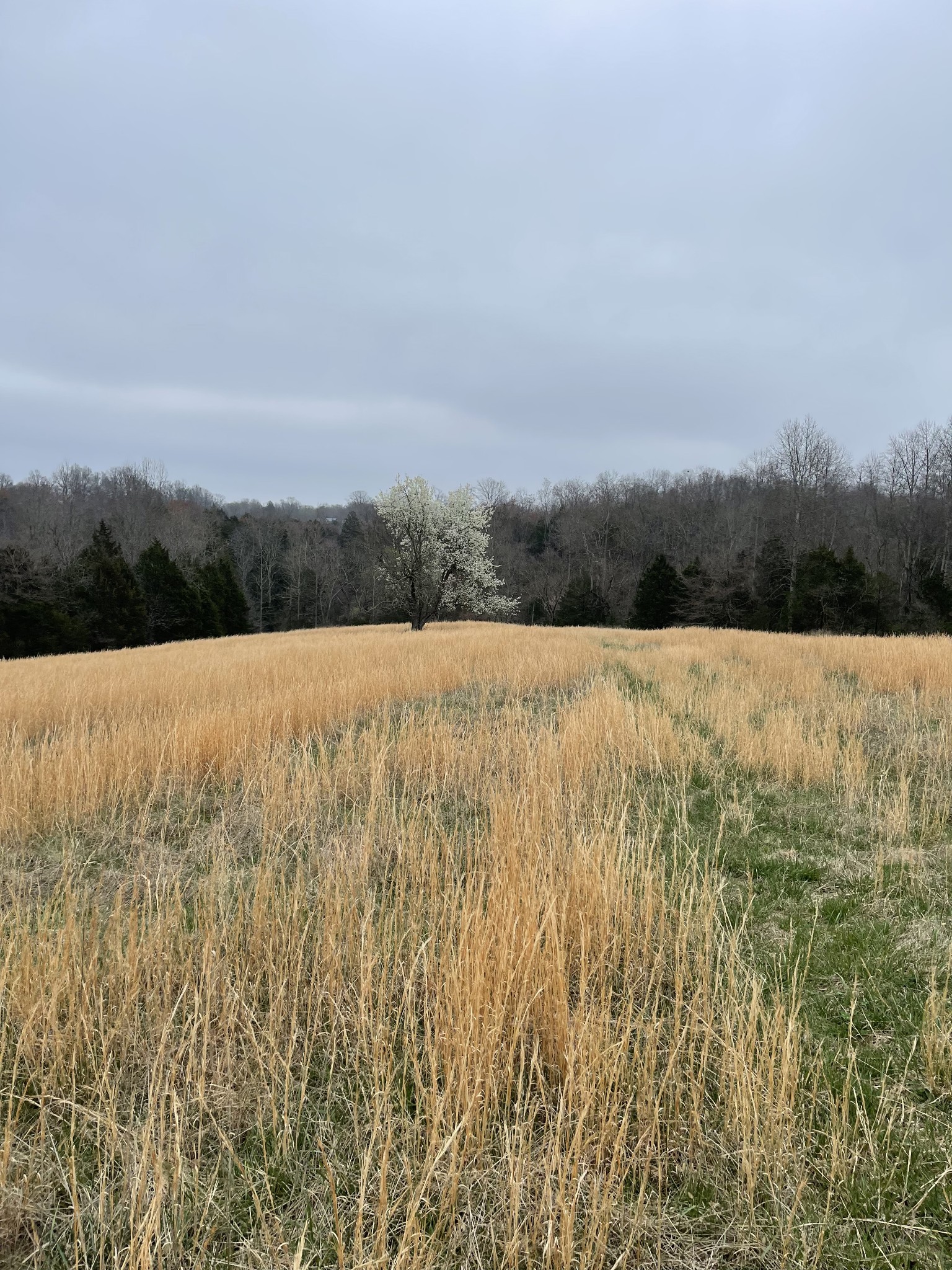 2331 Pleasant Grove Road Westmoreland, TN 37186 - Photo 7 of 33