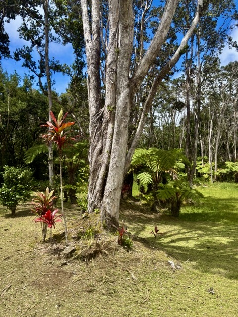 3 Haunani Road Volcano, HI 96785 - Photo 14 of 27 Gallery Image 14
