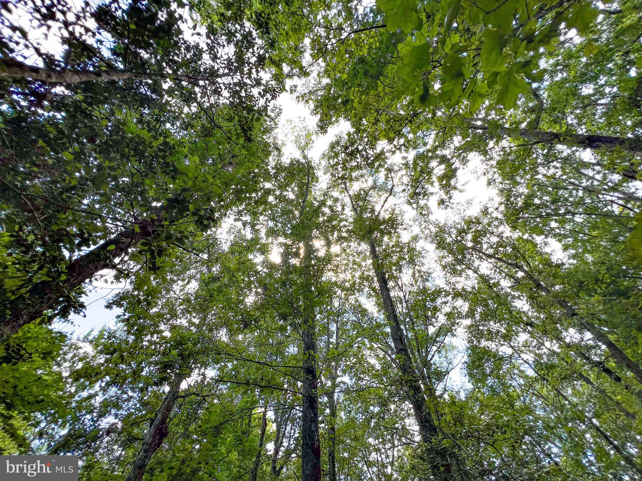 25.5-acres Ladysmith Road Ruther Glen, VA 22546 - Photo 28 of 42 Gallery Image 28