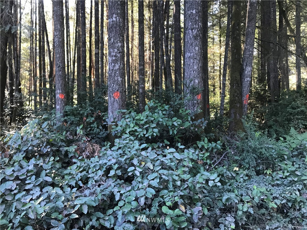 8 Webb Road Southwest Lakebay, WA 98349 - Photo 1 of 8