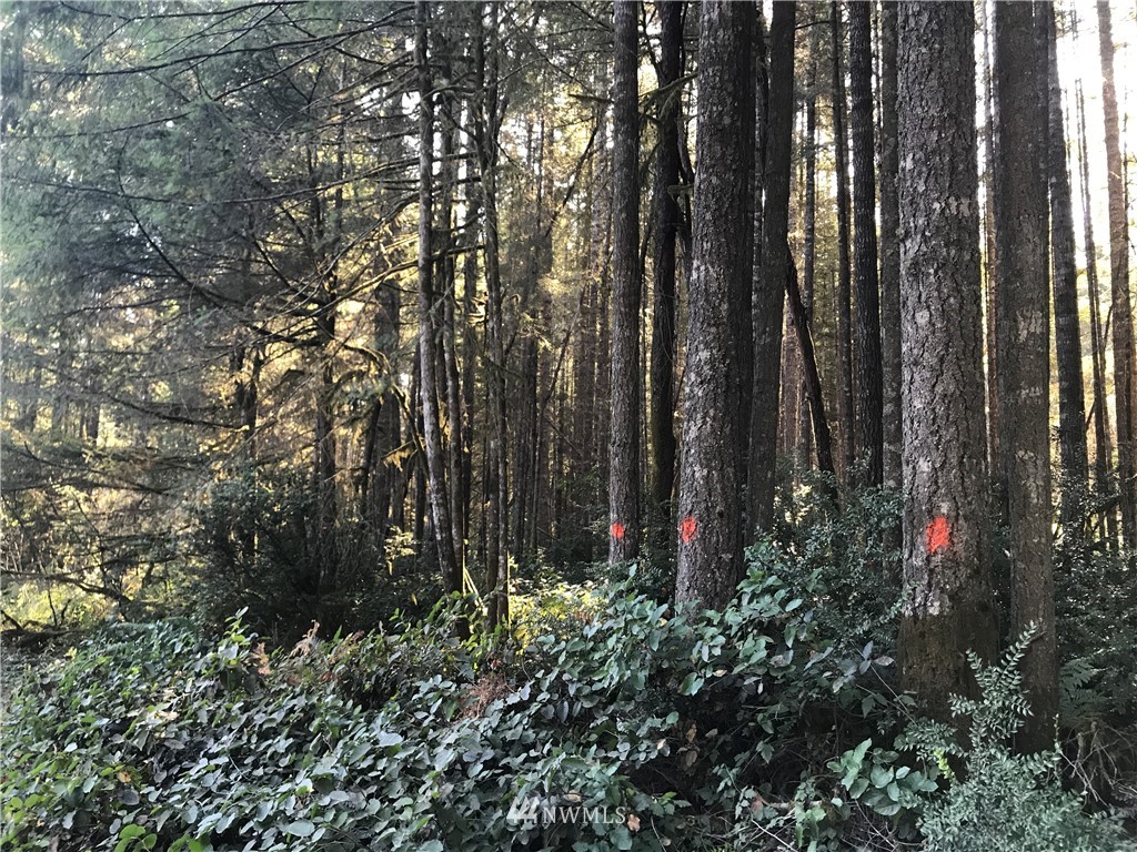 8 Webb Road Southwest Lakebay, WA 98349 - Photo 2 of 8
