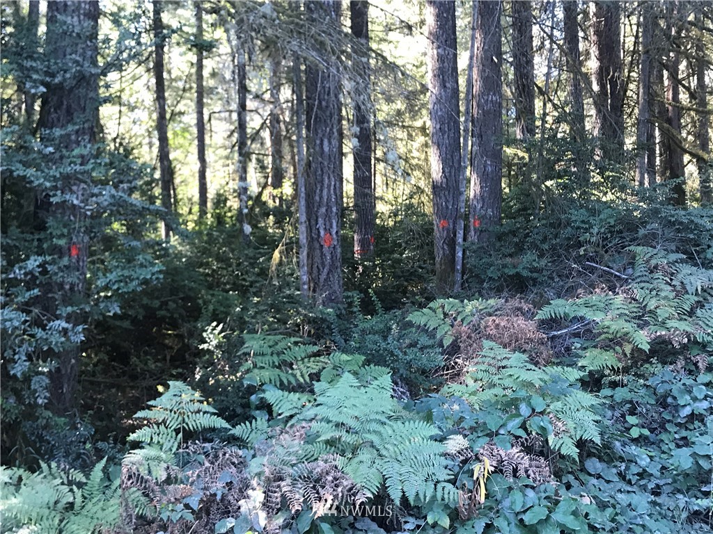 8 Webb Road Southwest Lakebay, WA 98349 - Photo 3 of 8