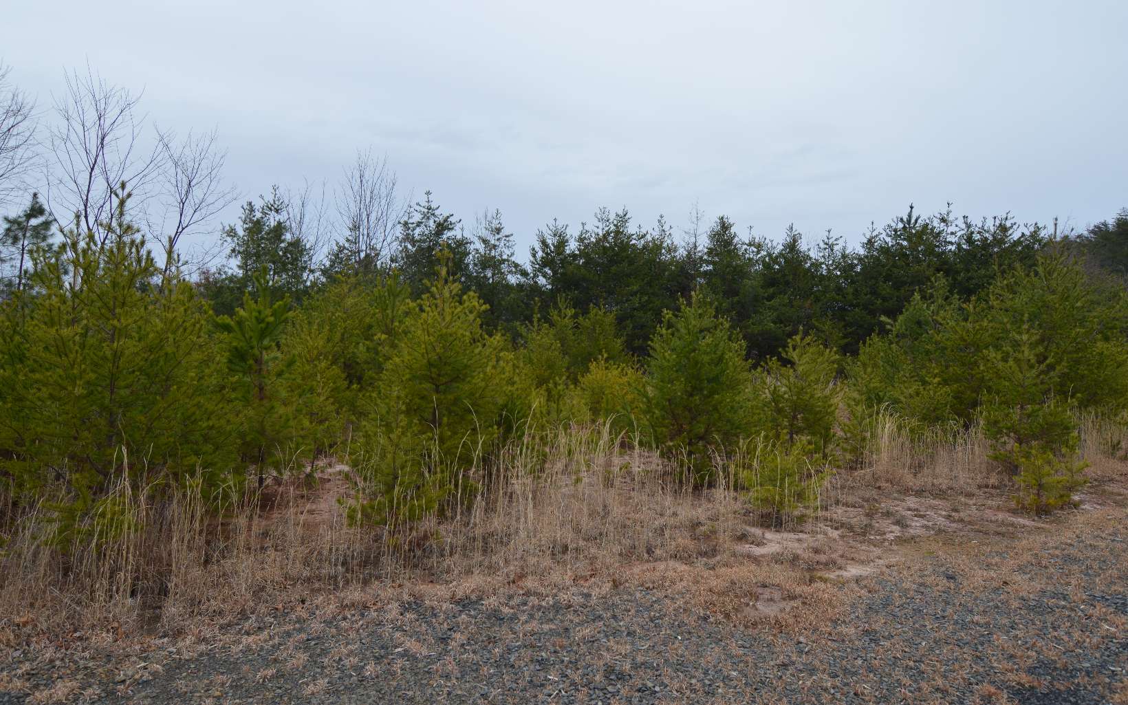 Lot 2 The Preserve At Beach Mountain Dry Branch, GA 31020 - Photo 1 of 8 Main View