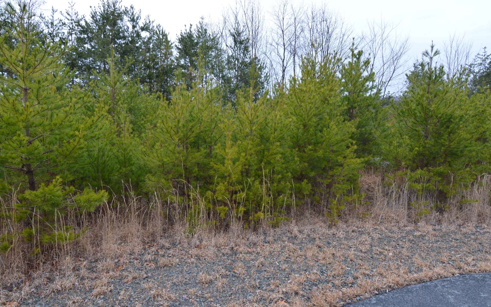 Lot 2 The Preserve At Beach Mountain Dry Branch, GA 31020 - Photo 7 of 8 Additional View