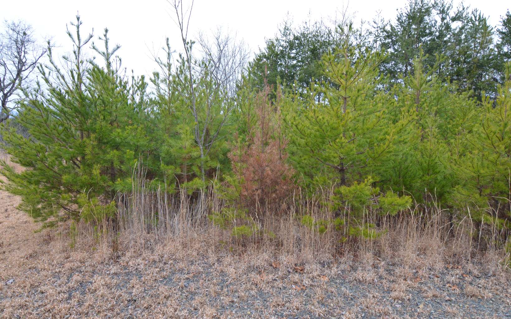Lot 2 The Preserve At Beach Mountain Dry Branch, GA 31020 - Photo 8 of 8 Additional View