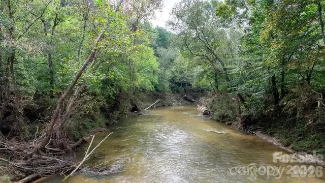 a view of a forest with trees in the background