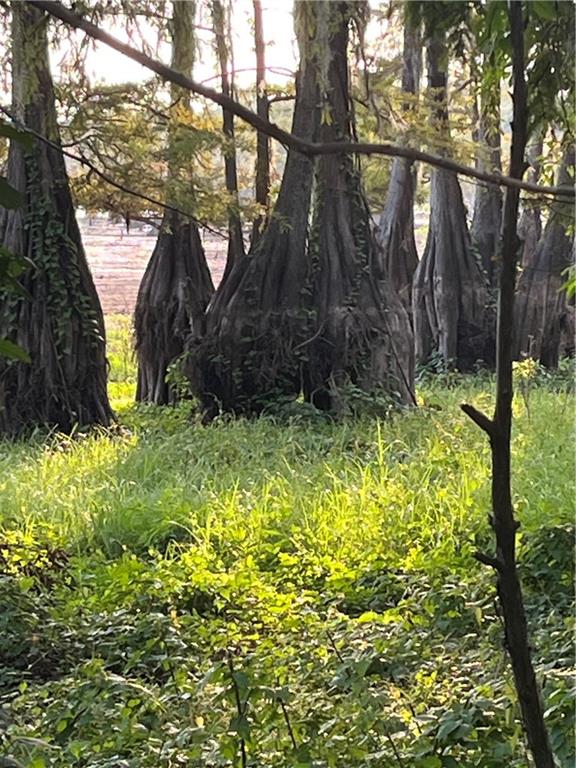 0 Benjamin Point Road Goldonna, LA 71031 - Photo 11 of 11 Gallery Image 11