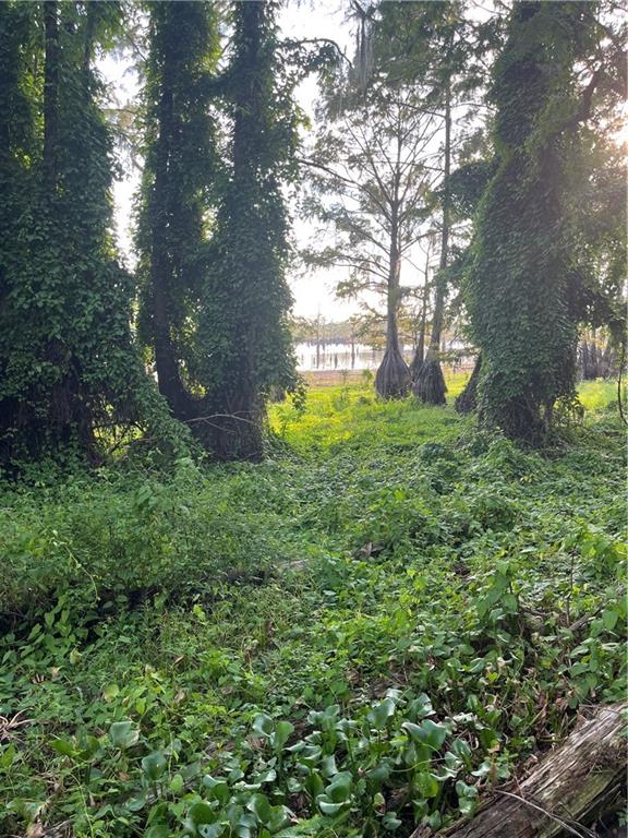 0 Benjamin Point Road Goldonna, LA 71031 - Photo 4 of 11 Gallery Image 4
